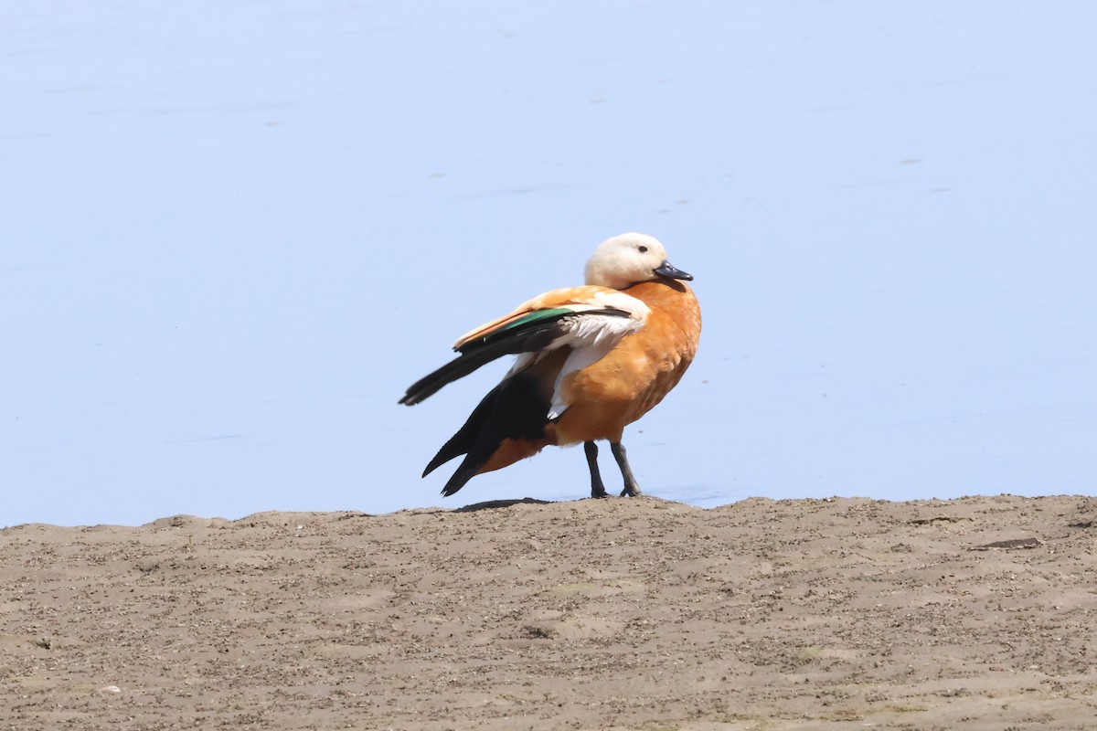 Ruddy Shelduck - ML621371965