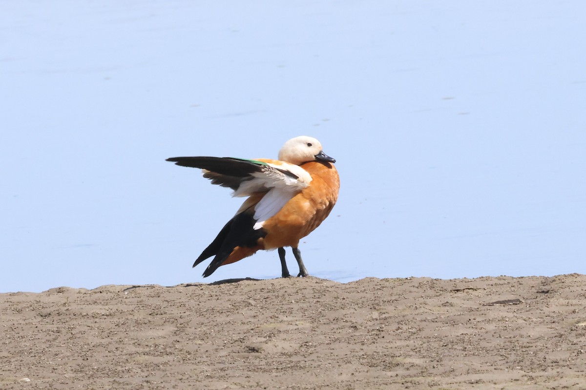 Ruddy Shelduck - Mei-Luan Wang