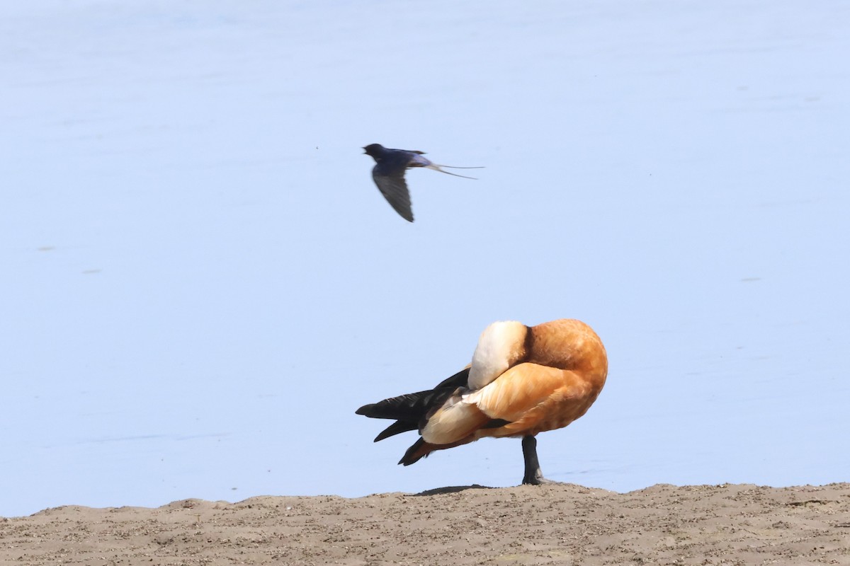 Ruddy Shelduck - ML621372075