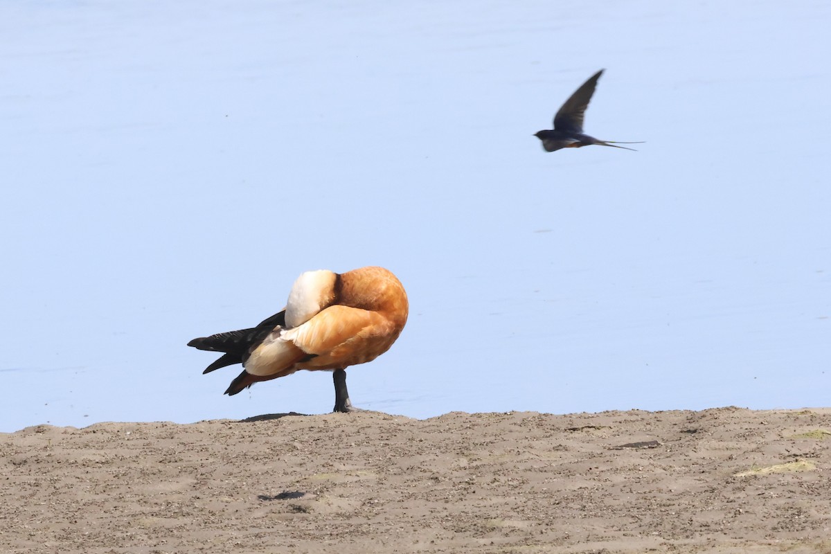 Barn Swallow - ML621372086