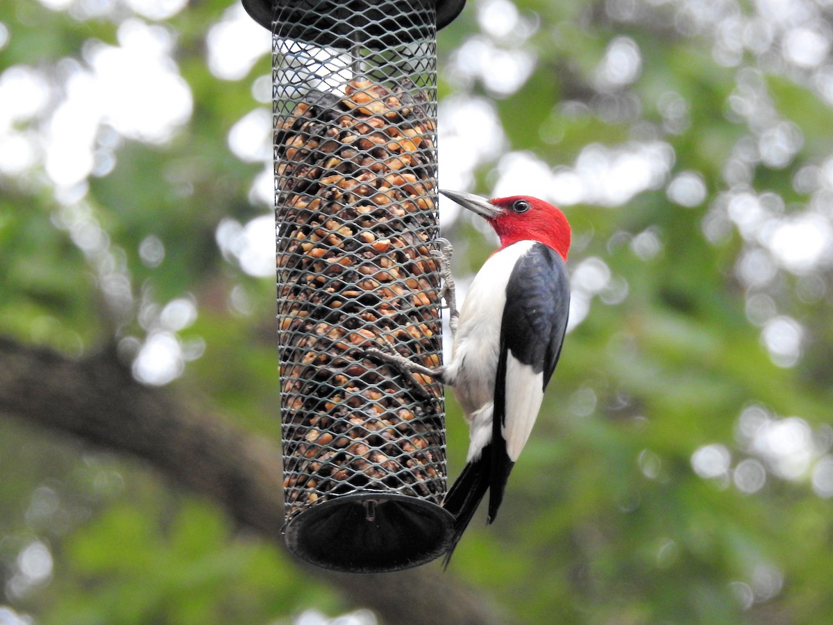 Red-headed Woodpecker - ML621372118