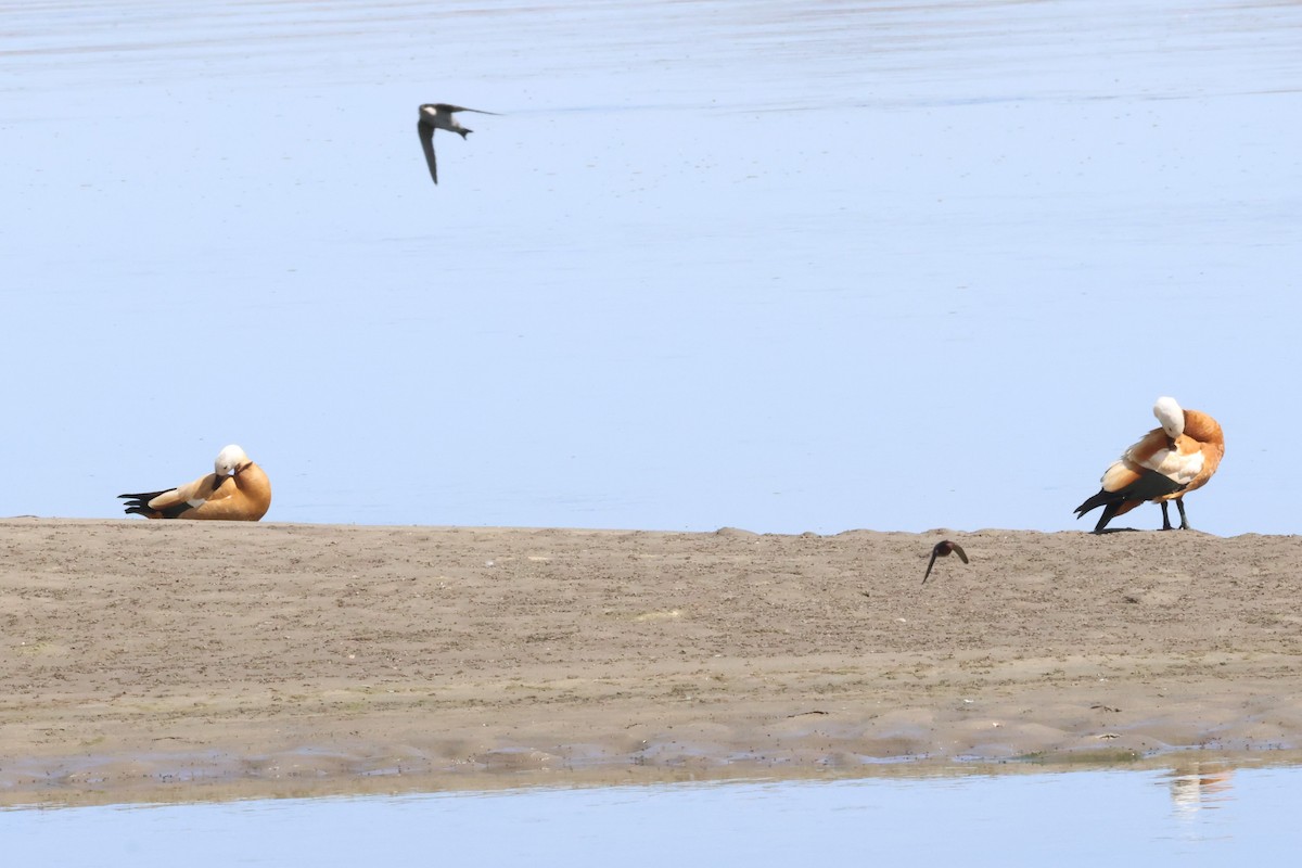 Ruddy Shelduck - ML621372124
