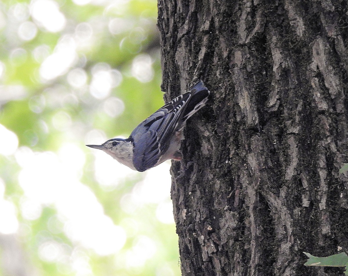 White-breasted Nuthatch - ML621372150