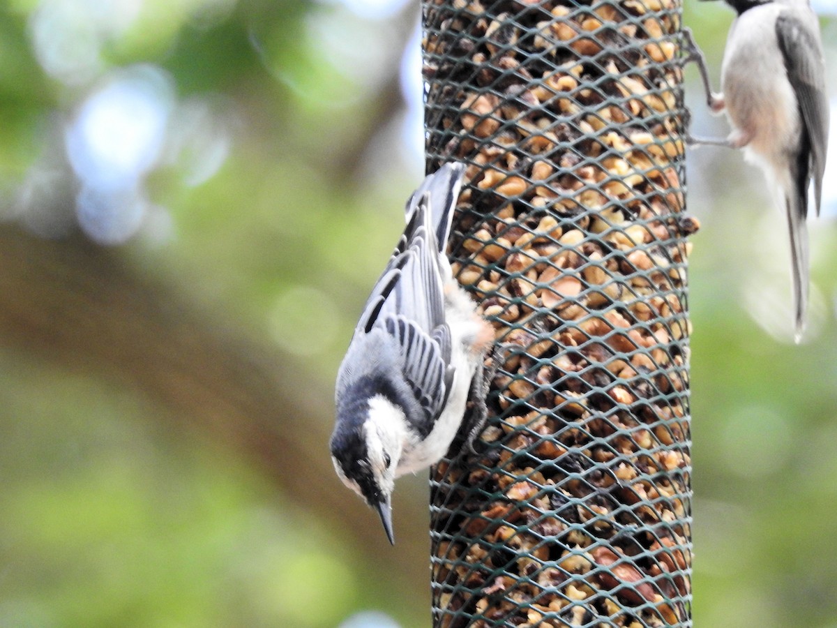 White-breasted Nuthatch - ML621372152