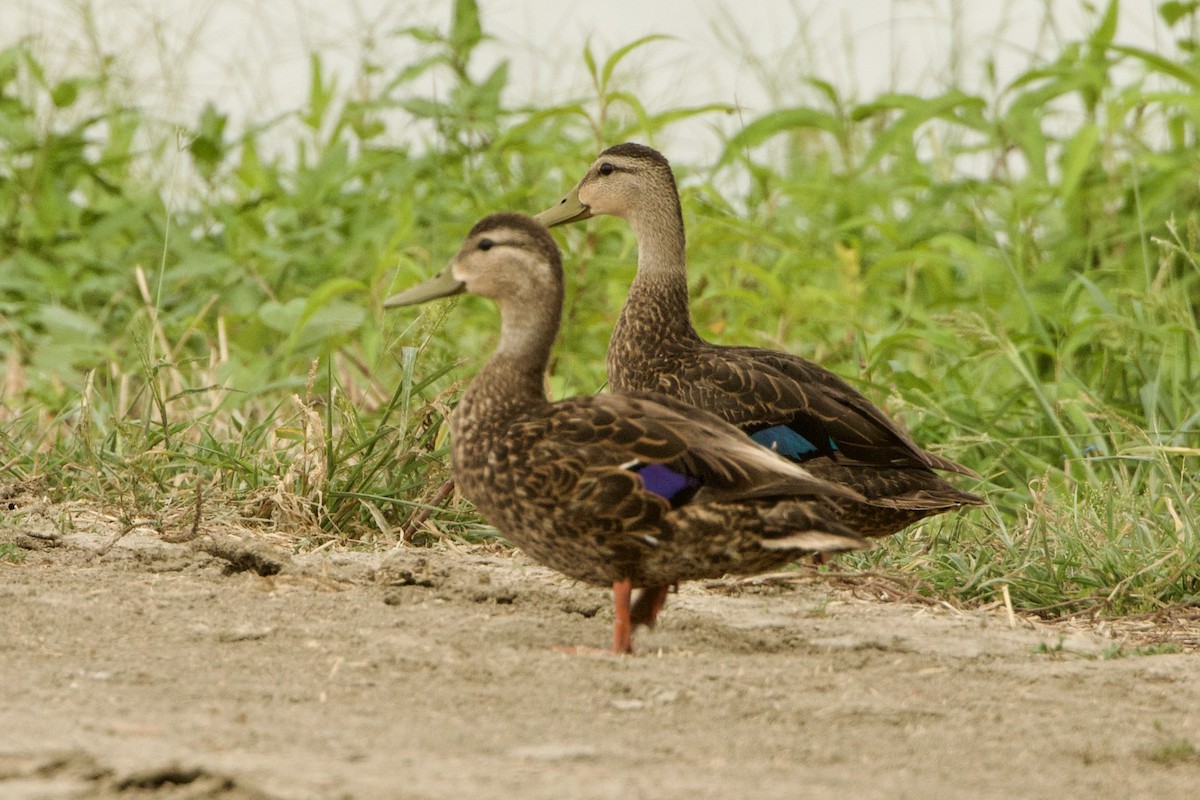 Mottled Duck - ML621372160