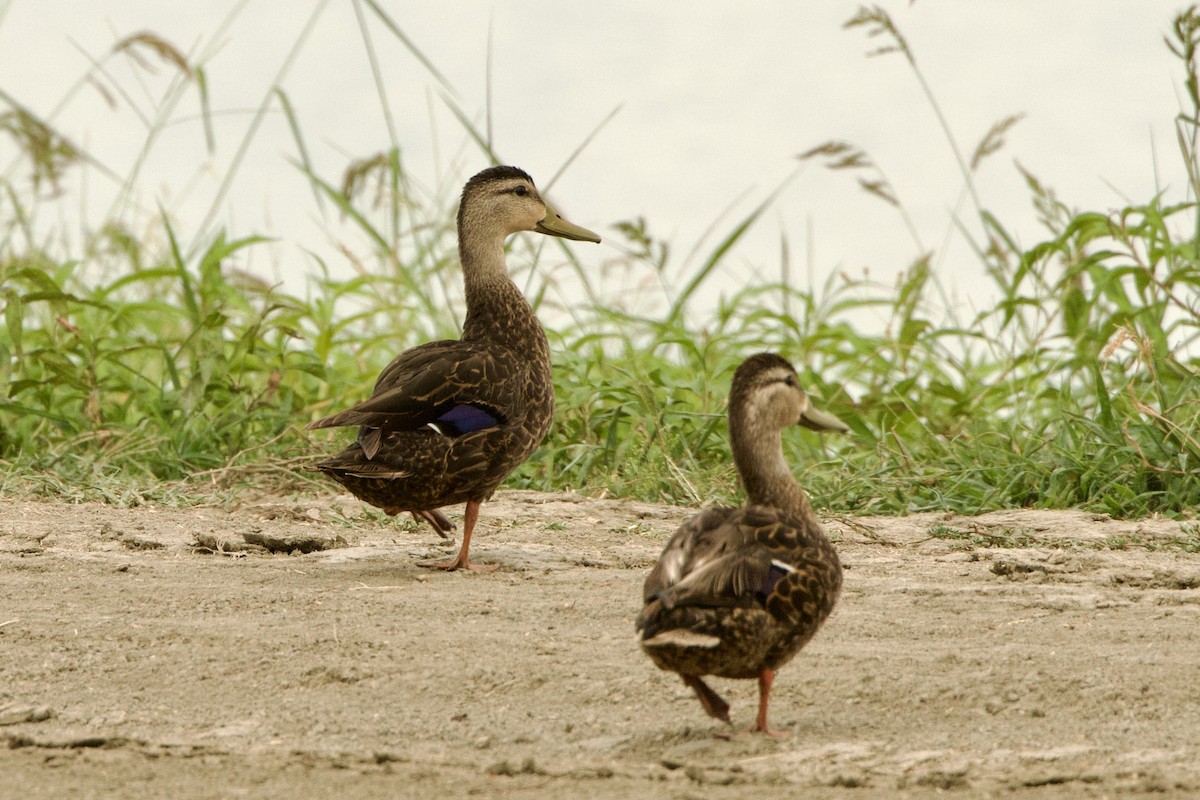 Mottled Duck - ML621372161