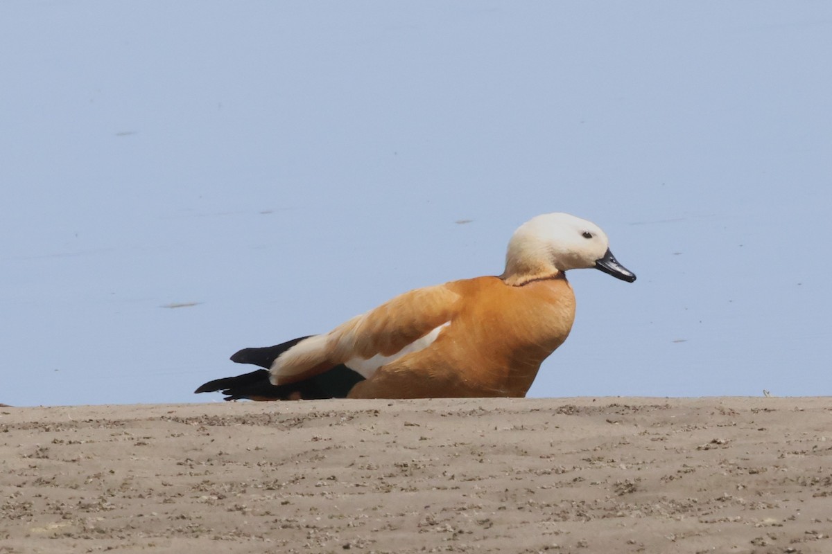 Ruddy Shelduck - ML621372222