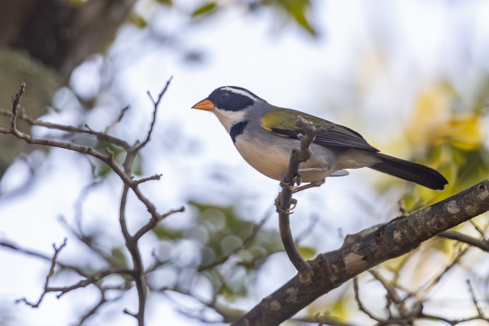 Saffron-billed Sparrow (Saffron-billed) - ML621372234