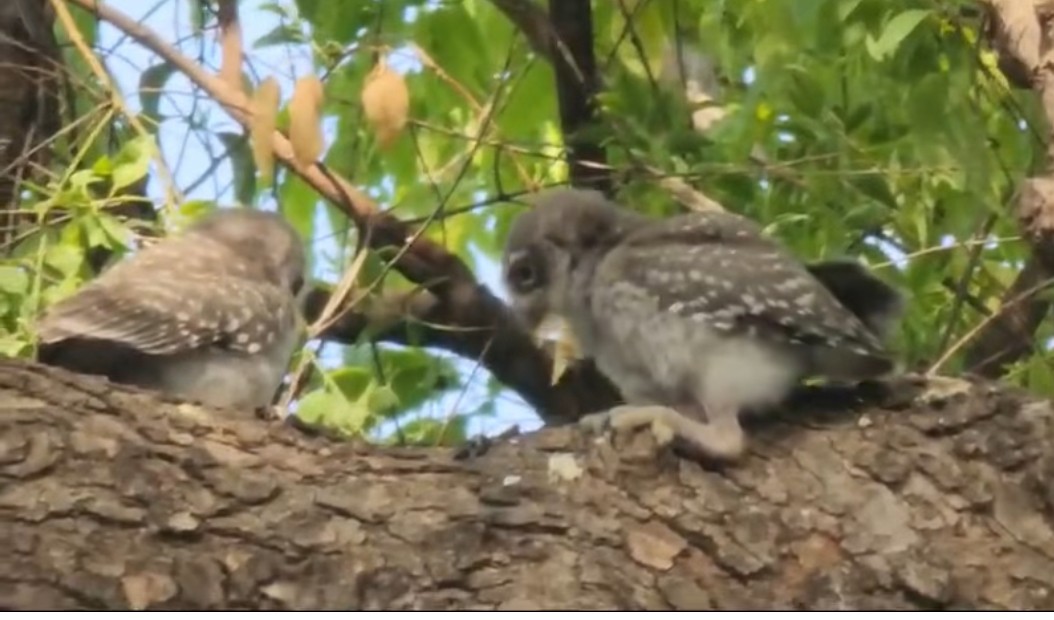 Spotted Owlet - ML621372237