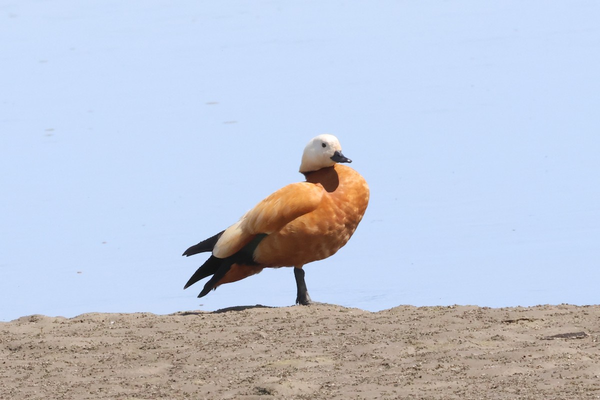 Ruddy Shelduck - ML621372262