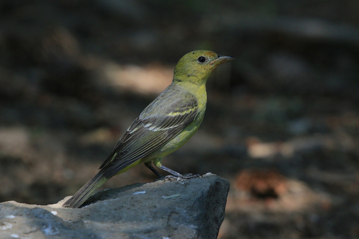 Western Tanager - ML621372274