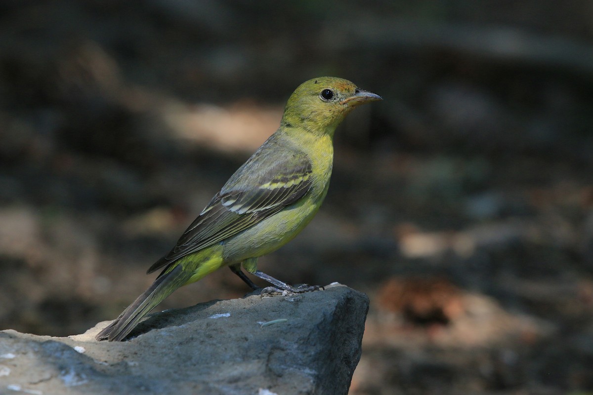 Western Tanager - ML621372276