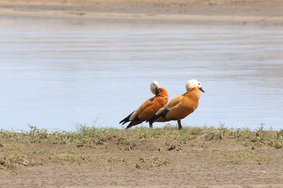 Ruddy Shelduck - ML621372311