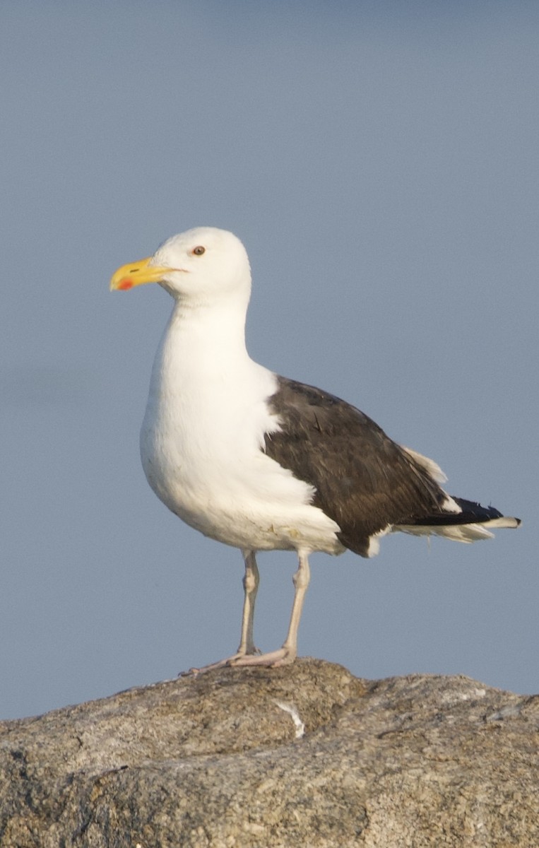 Great Black-backed Gull - ML621372358