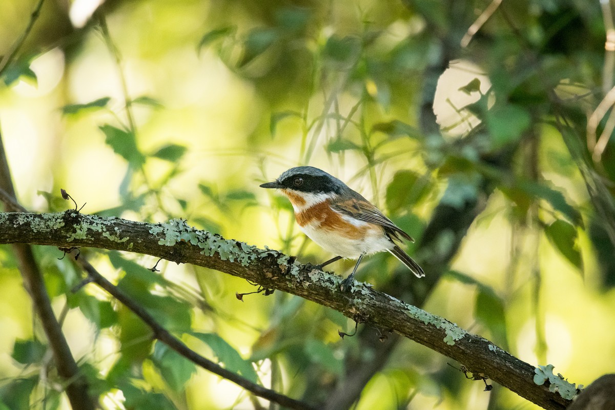 ムナグロセワタビタキ（capensis） - ML621372392