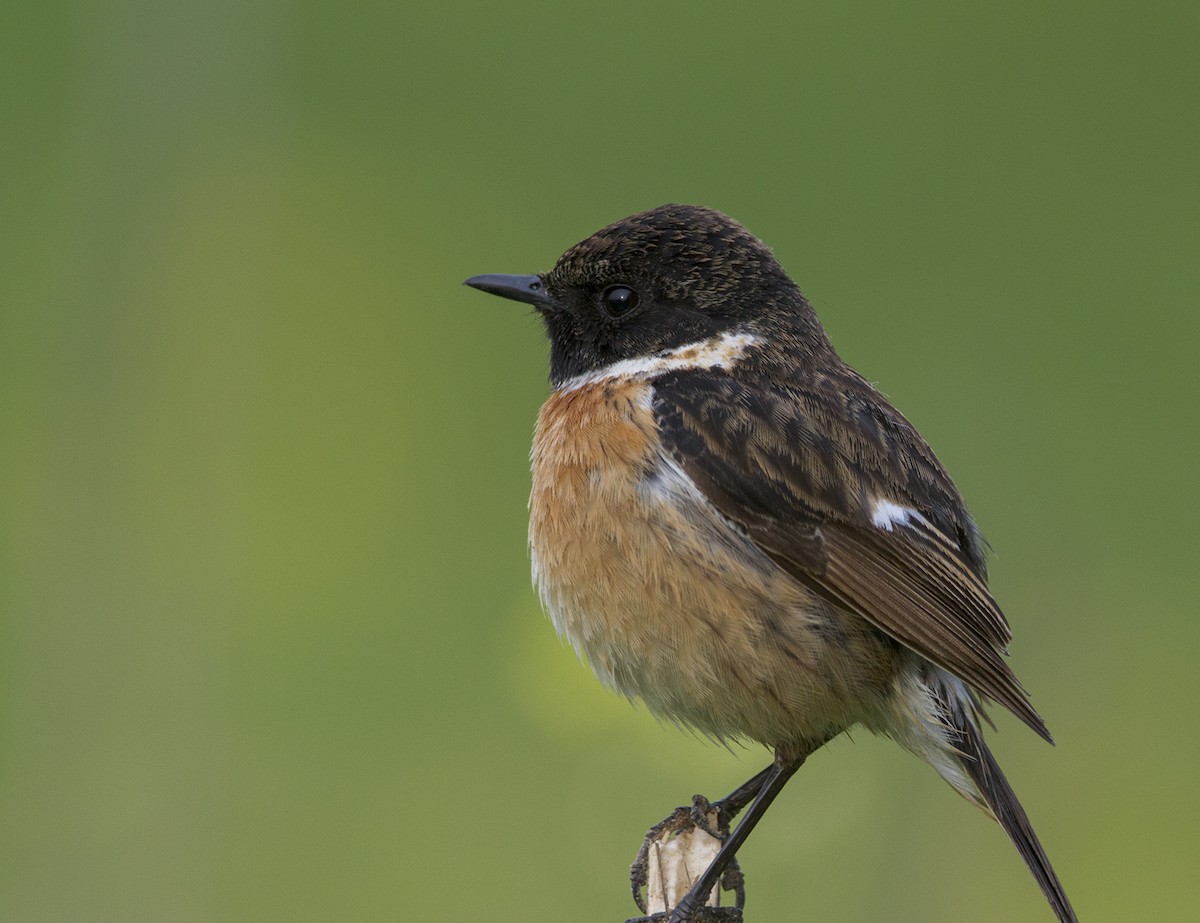 European Stonechat - ML621372395