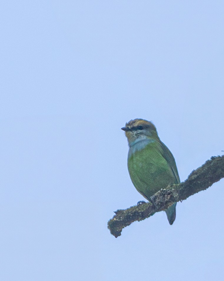 Grauer's Broadbill - ML621372421