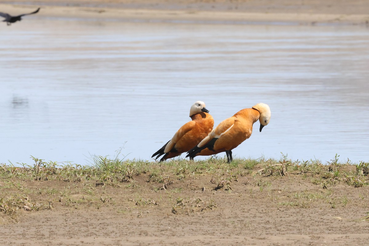 Ruddy Shelduck - ML621372499
