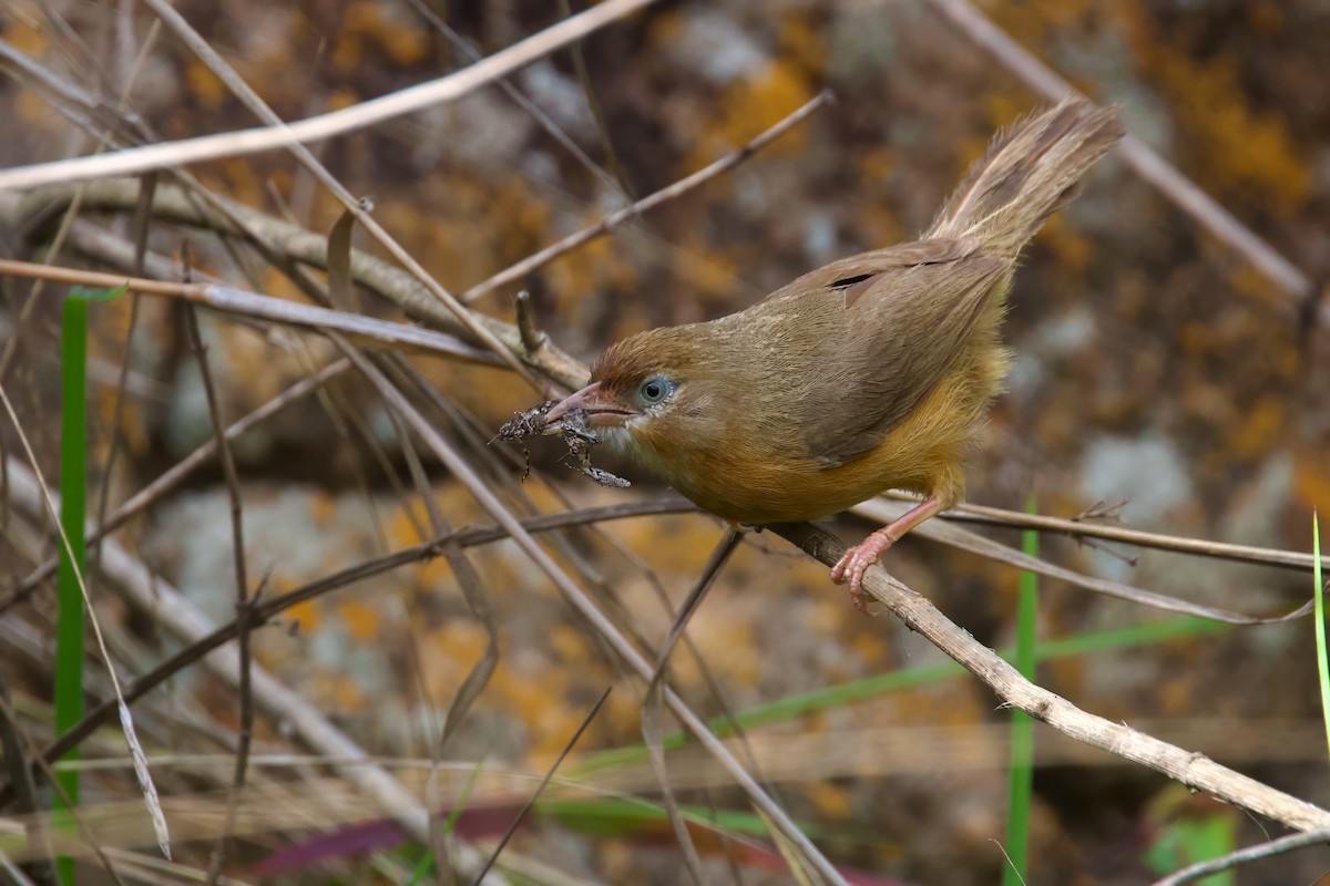 Tawny-bellied Babbler - ML621372522