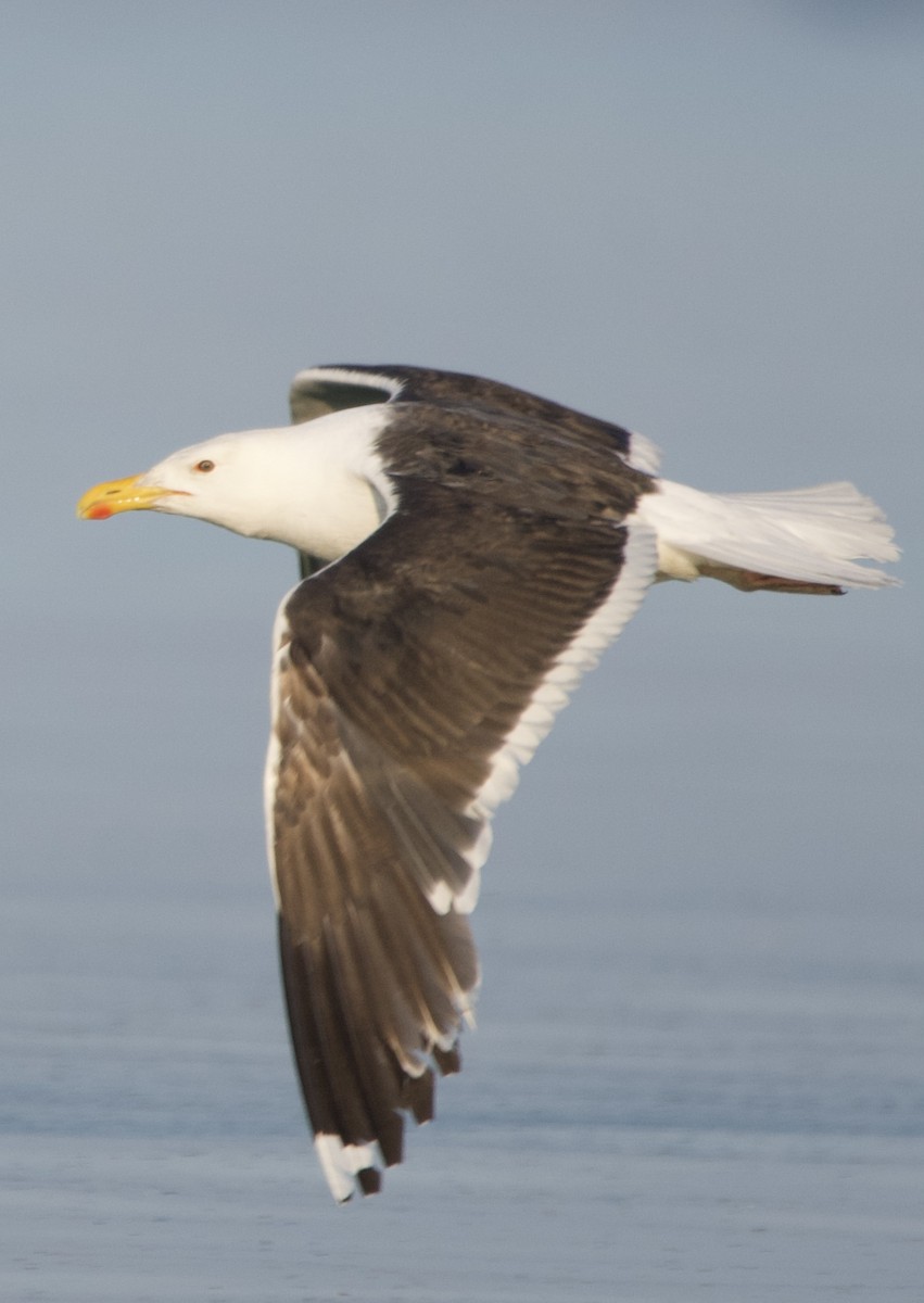 Great Black-backed Gull - ML621372525