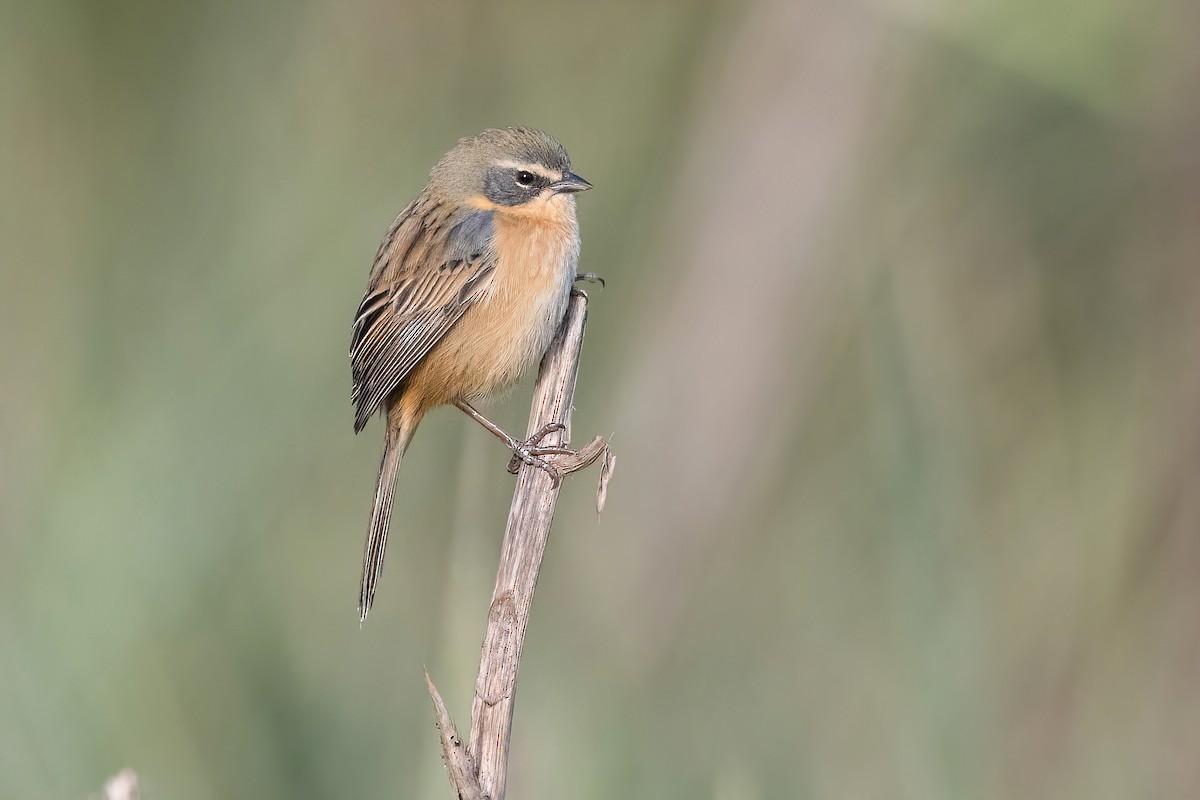 Long-tailed Reed Finch - ML621372527