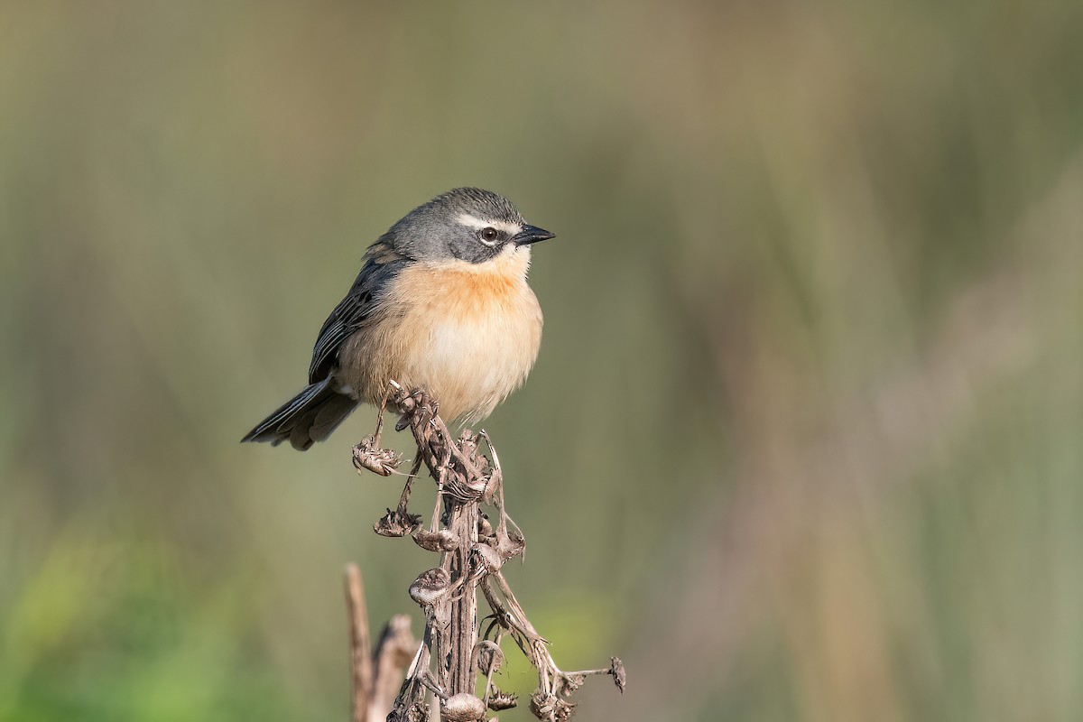 Long-tailed Reed Finch - ML621372528