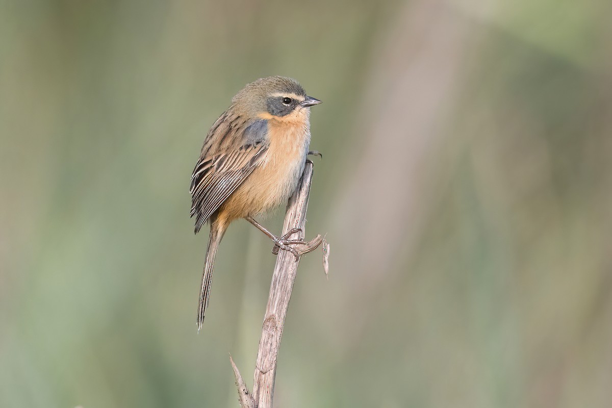 Long-tailed Reed Finch - ML621372529