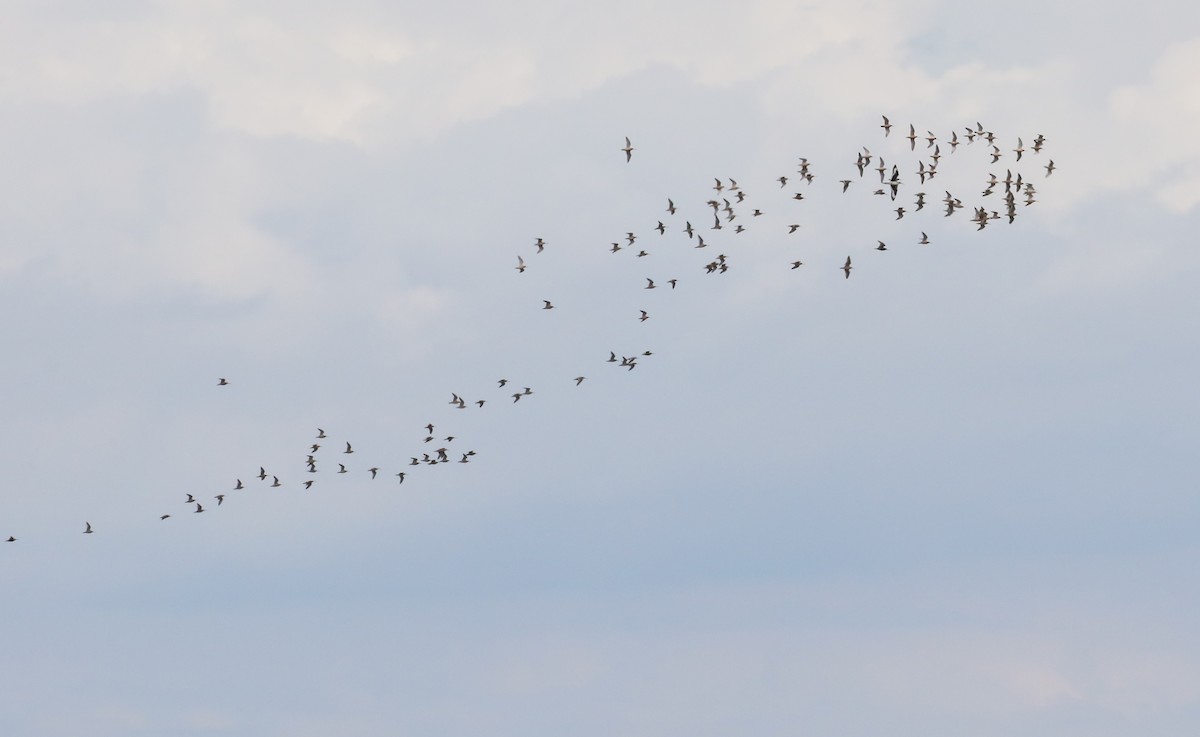 Short-billed Dowitcher - ML621372531