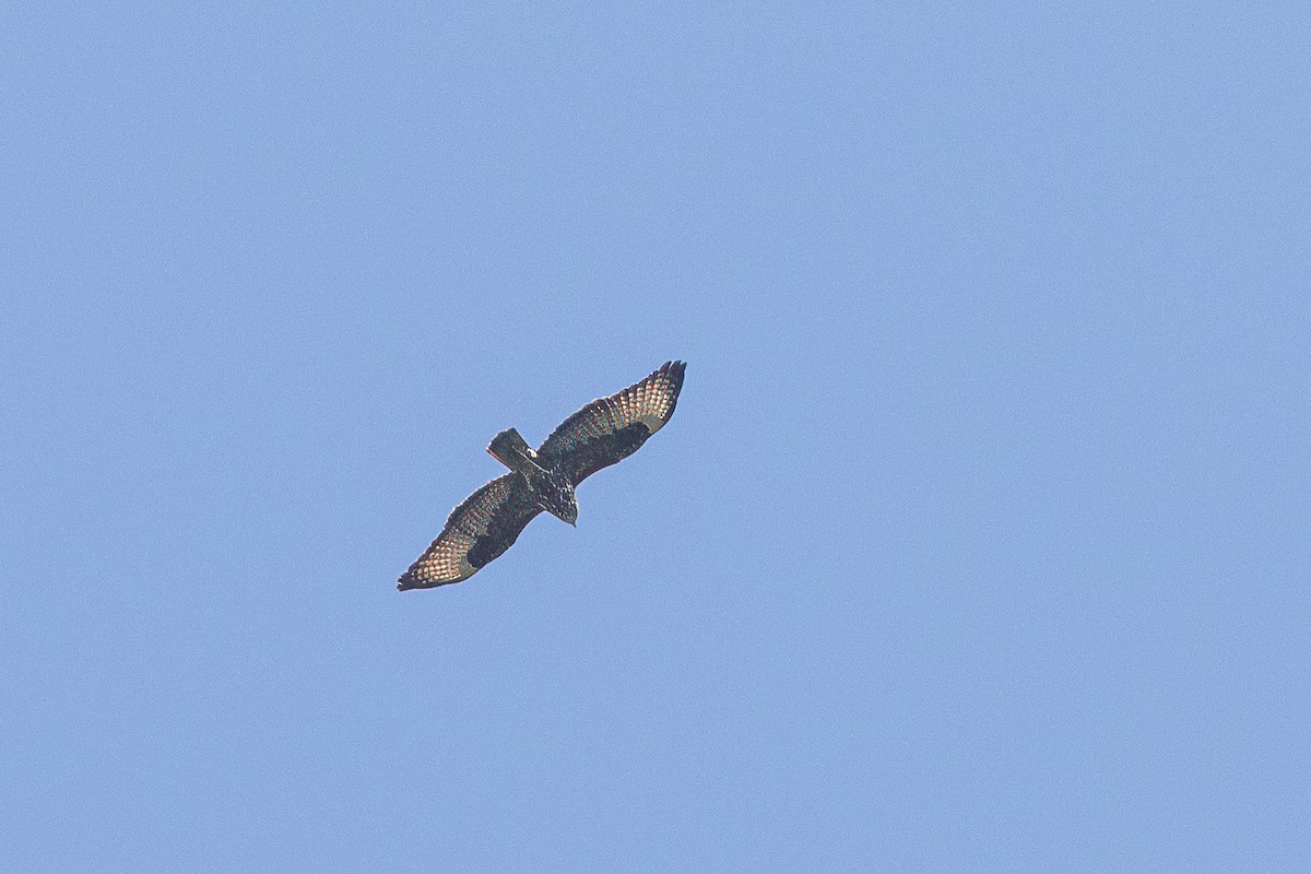 Mountain Buzzard - ML621372562