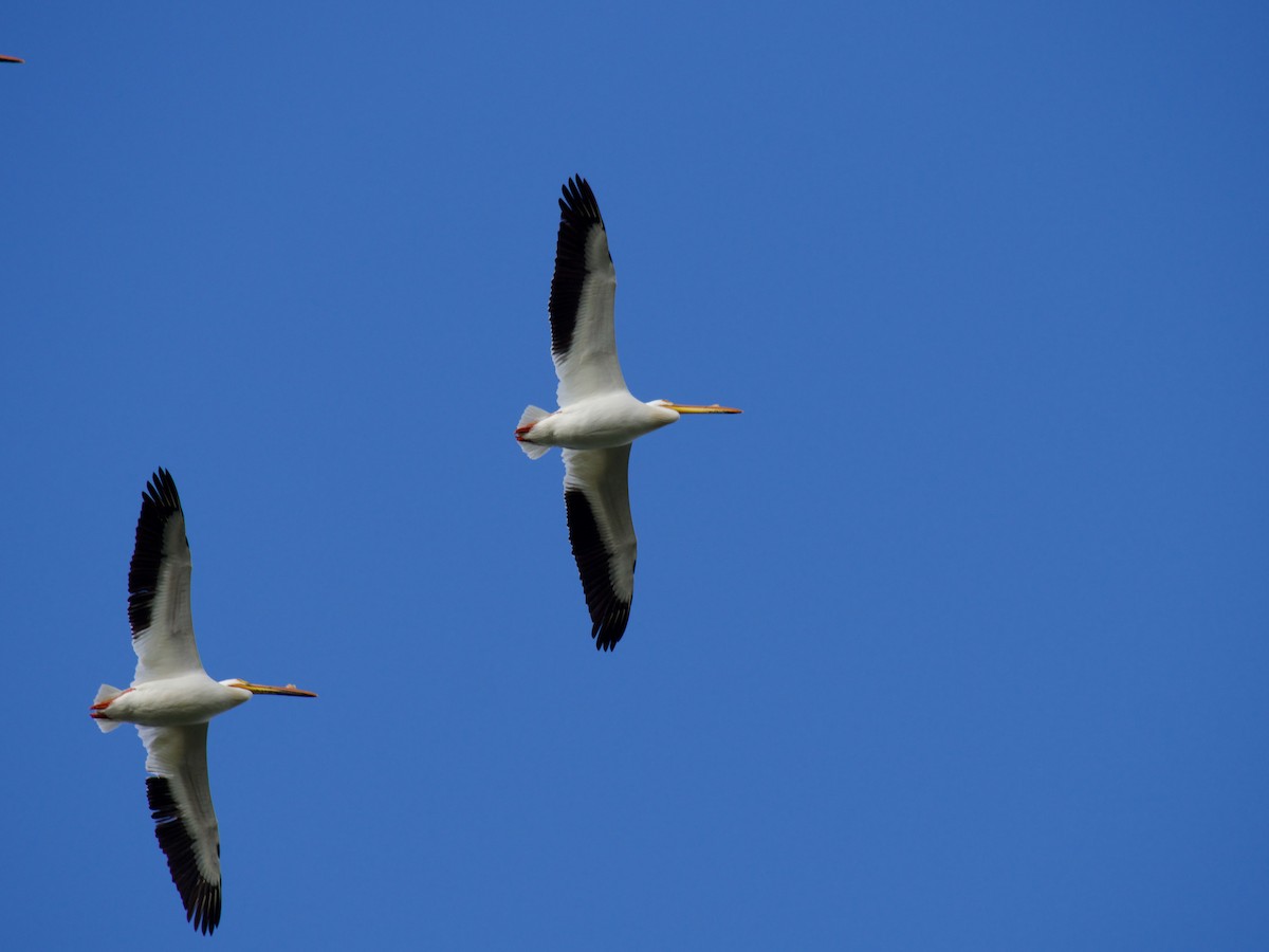 American White Pelican - Cedar Stanistreet