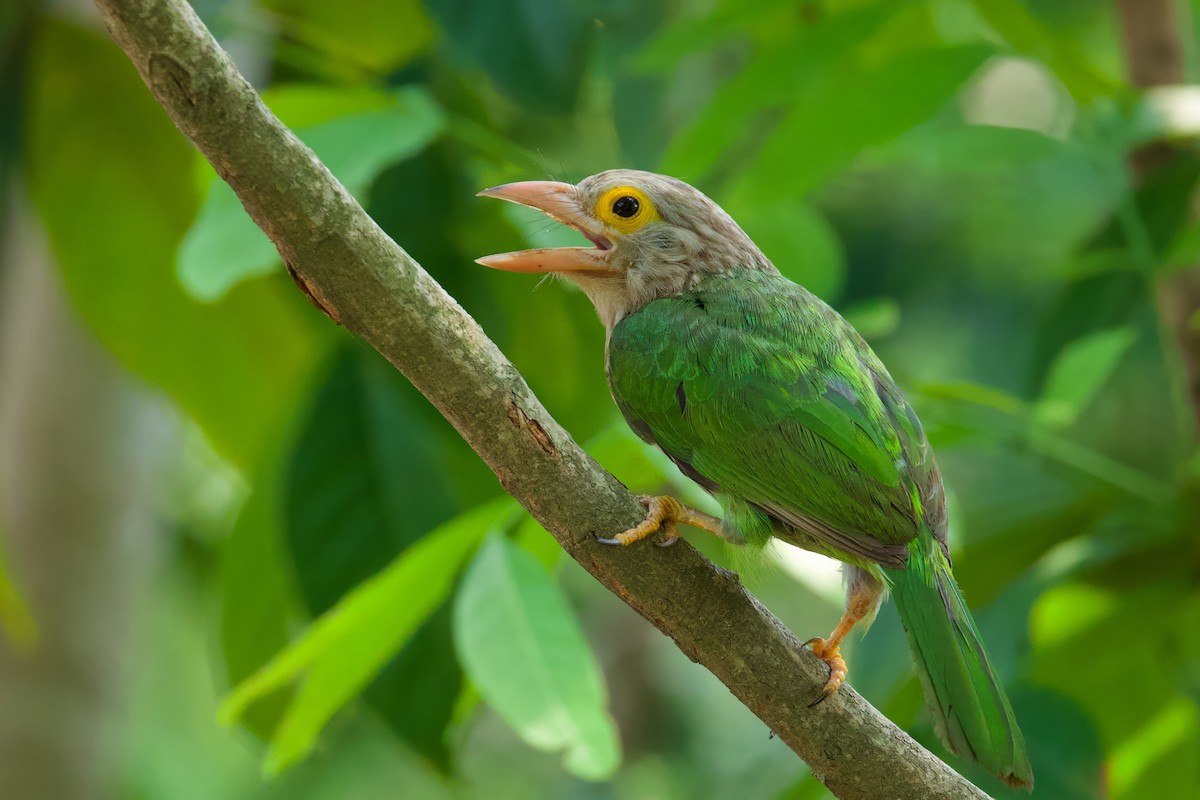 Lineated Barbet - ML621372626