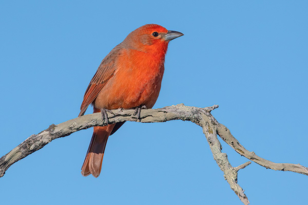 Hepatic Tanager (Lowland) - ML621372648