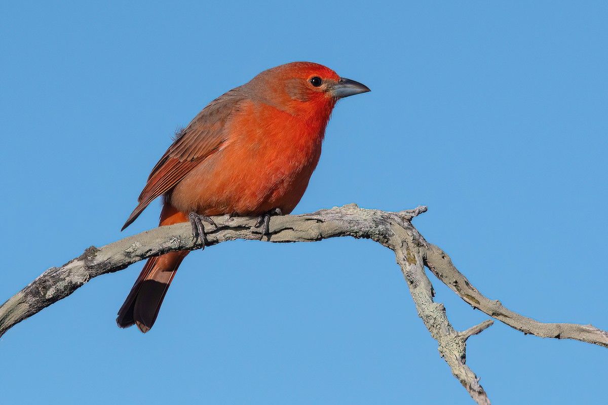 Hepatic Tanager (Lowland) - ML621372649