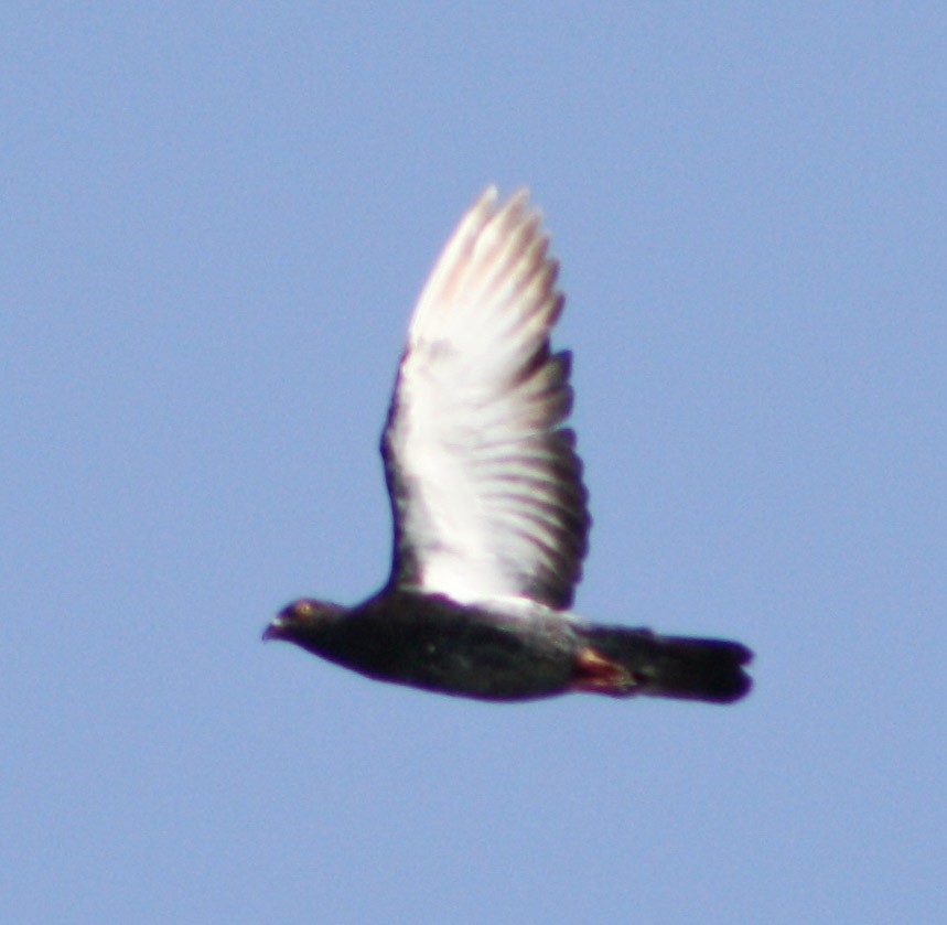 Rock Pigeon (Feral Pigeon) - ML621372762
