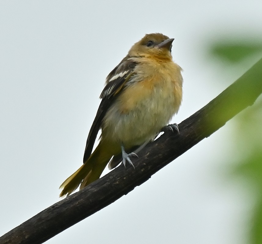 Baltimore Oriole - Regis Fortin