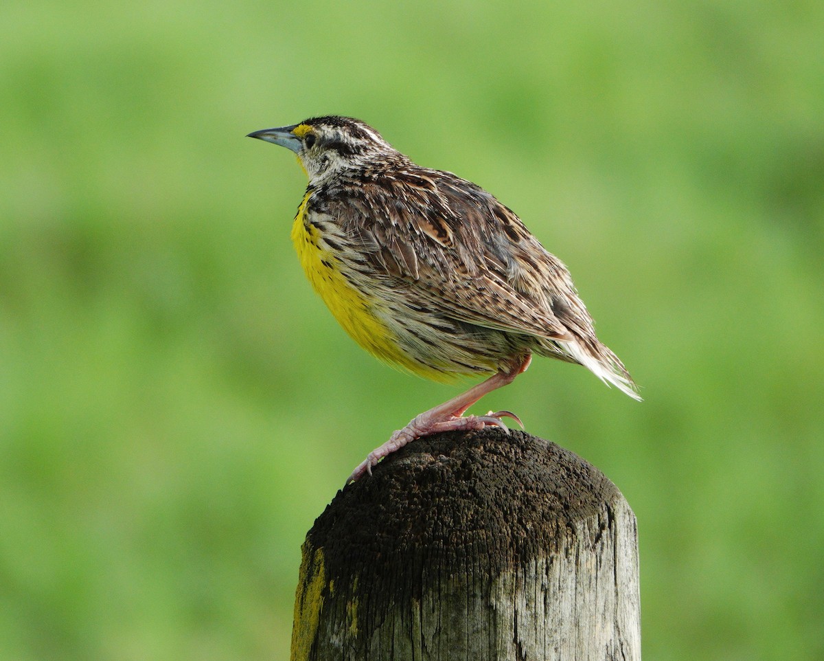 Eastern Meadowlark - ML621372844