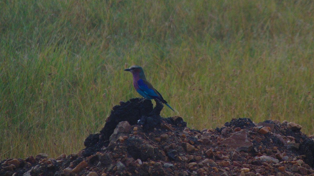 Lilac-breasted Roller - ML621372967