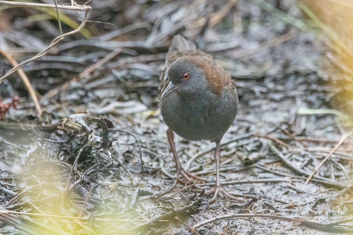 Dot-winged Crake - ML621373062