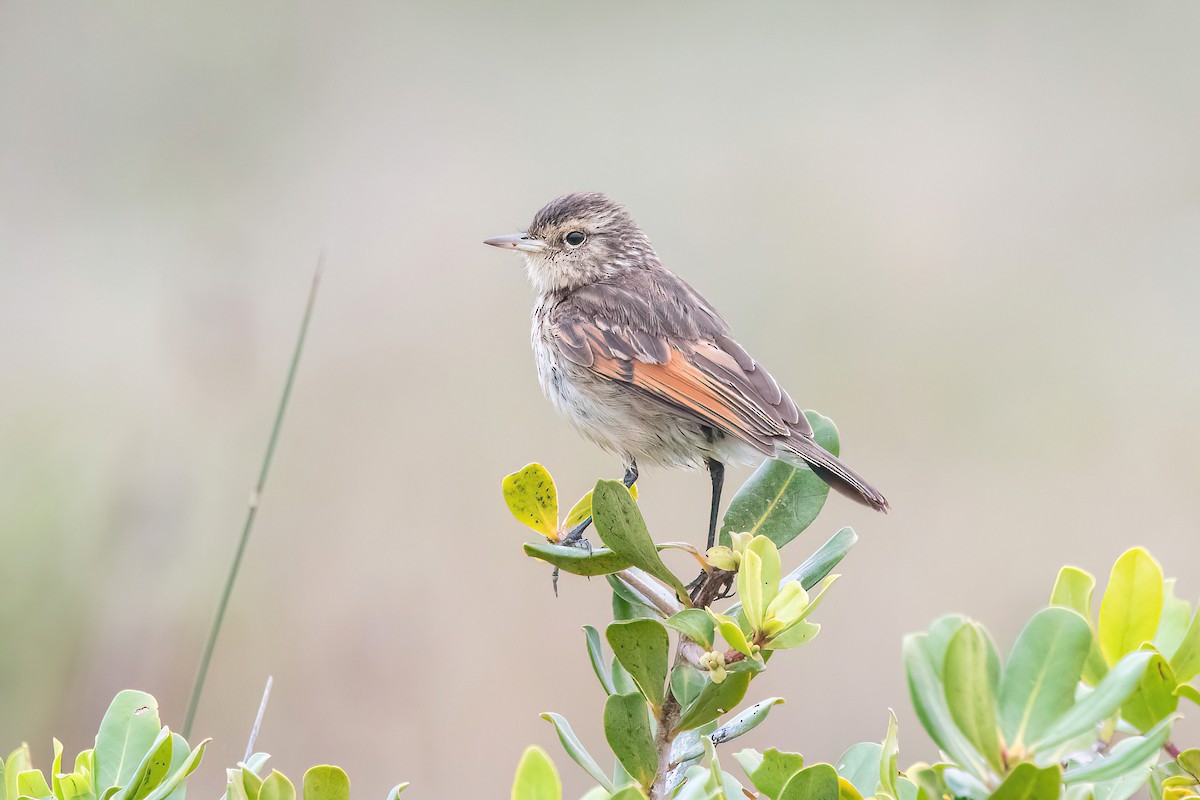 Spectacled Tyrant - Raphael Kurz -  Aves do Sul