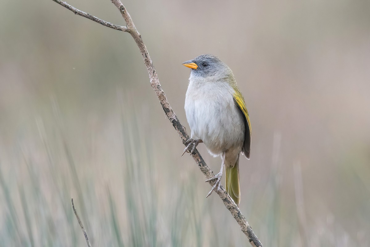 Great Pampa-Finch (Eastern) - Raphael Kurz -  Aves do Sul