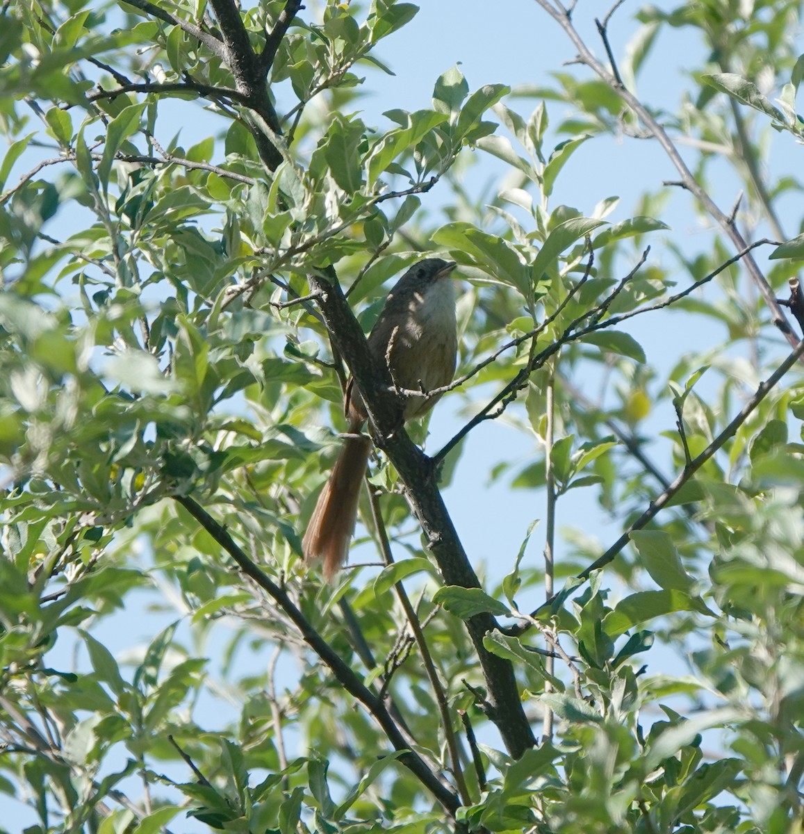 Rufous-tailed Babbler - ML621373106