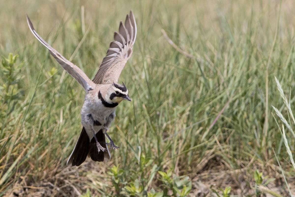 Horned Lark - ML62137311