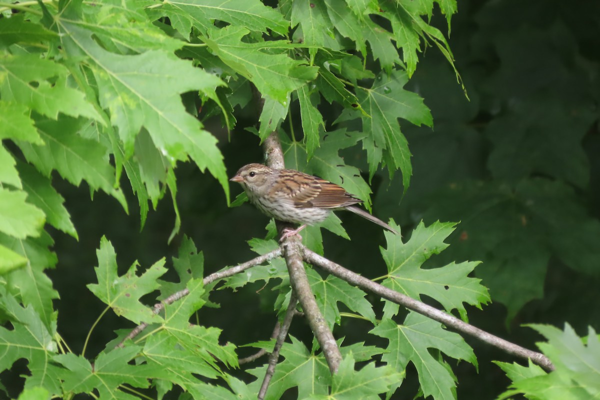Chipping Sparrow - ML621373218