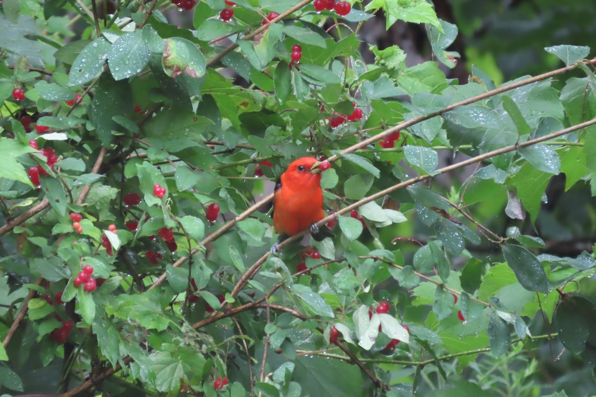Scarlet Tanager - ML621373222