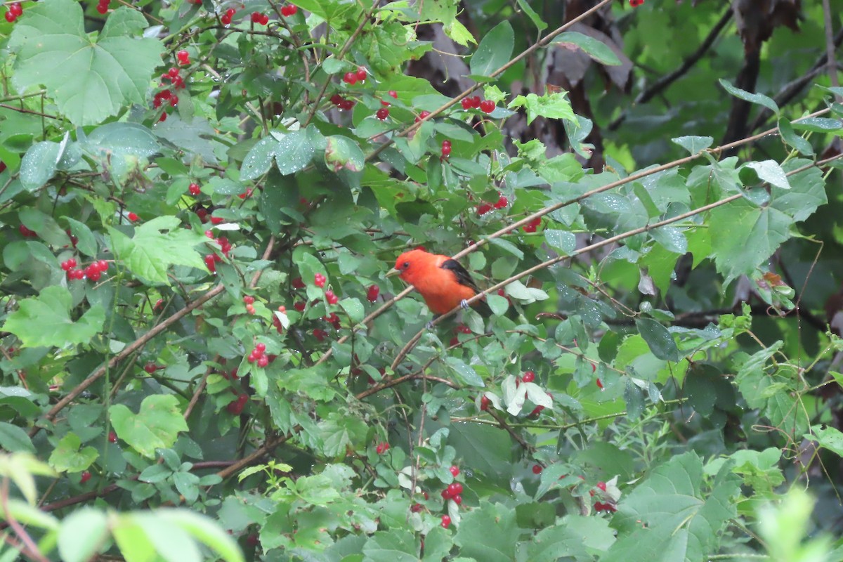Scarlet Tanager - ML621373223
