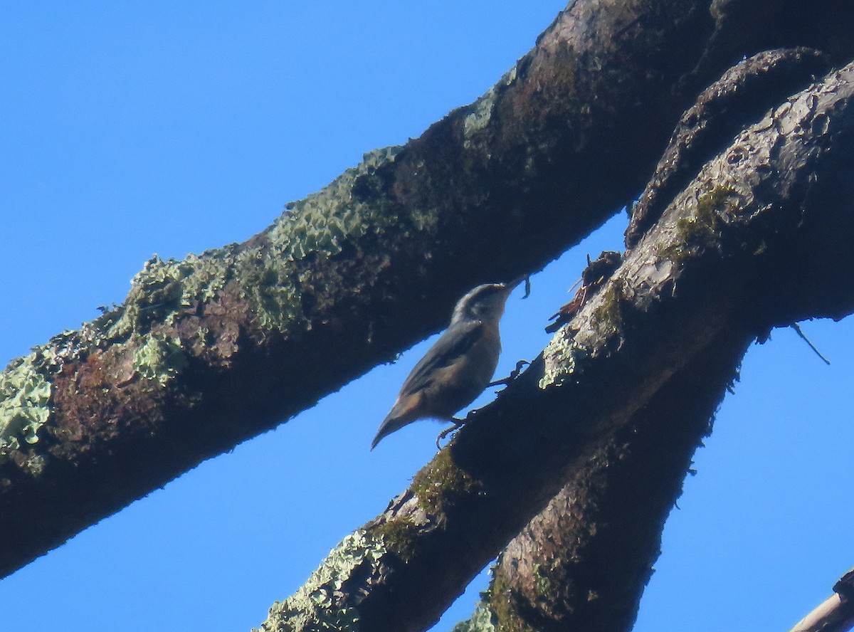 Red-breasted Nuthatch - ML621373228