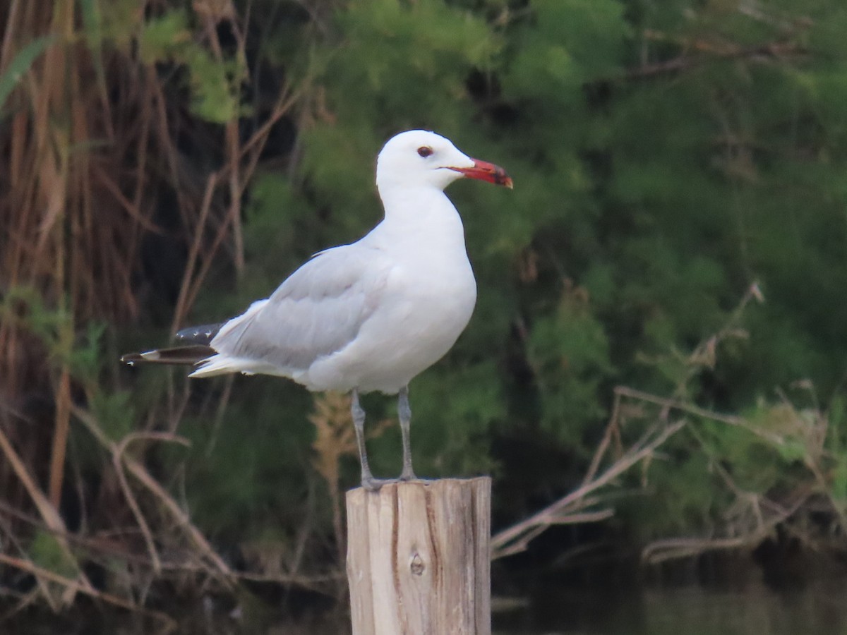Audouin's Gull - ML621373420