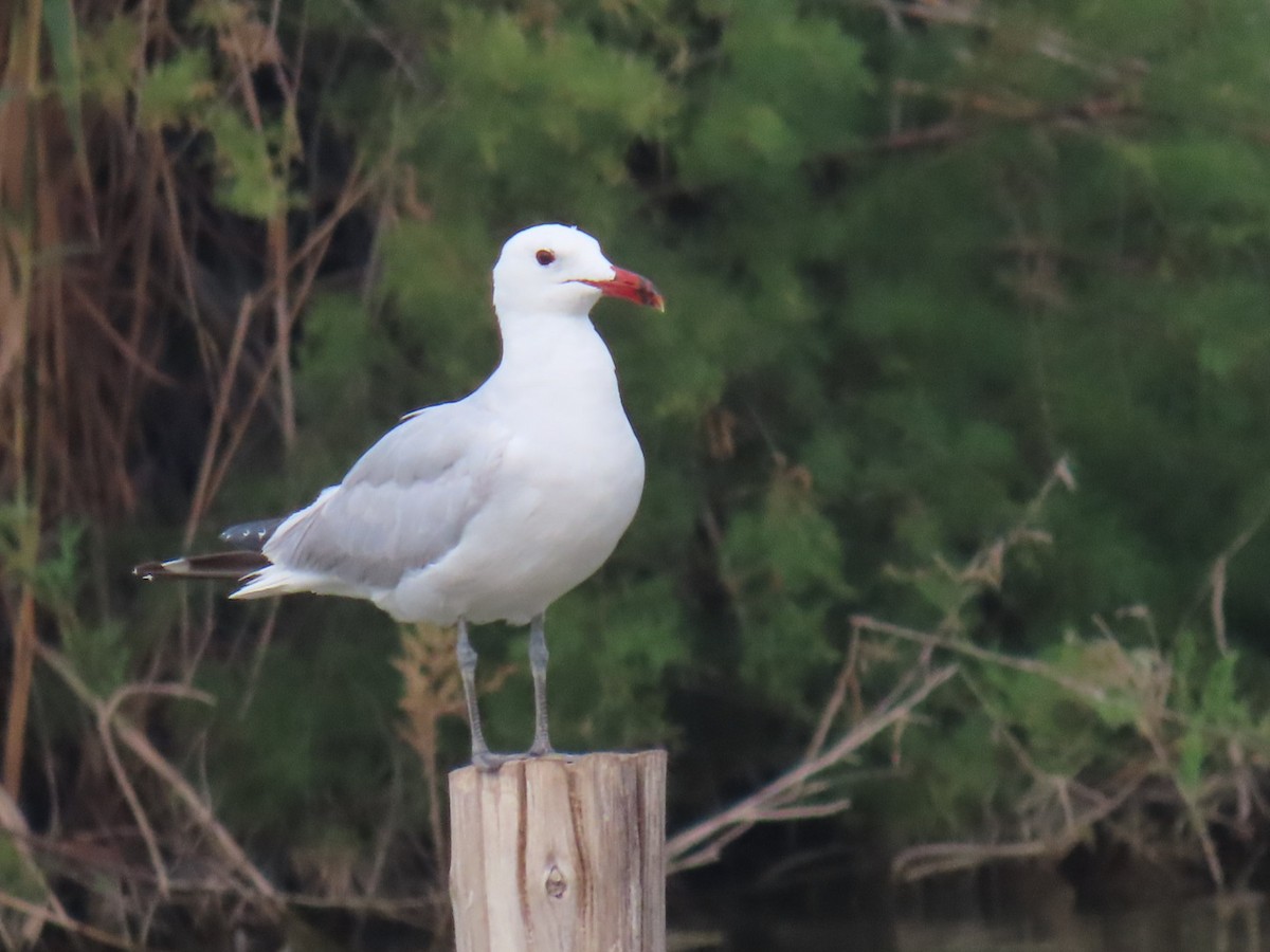 Audouin's Gull - ML621373423