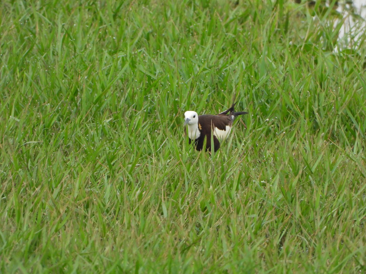 Pheasant-tailed Jacana - ML621373435