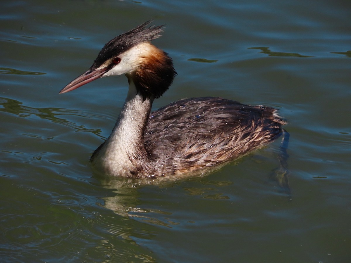 Great Crested Grebe - ML621373456